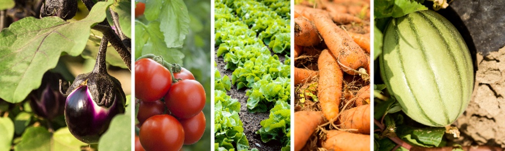 Obiettivo-Orticoltura-Header_1024x307