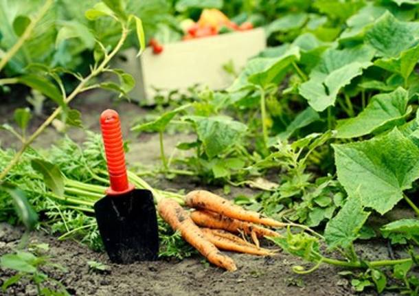 Consegne a domicilio: il tuo orto a Km0